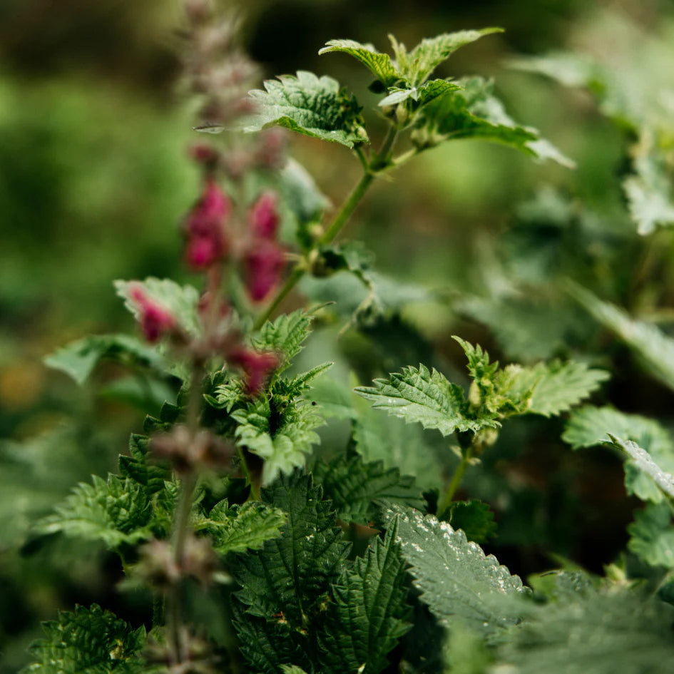 St Eval Bergamot & Nettle Reed Diffuser