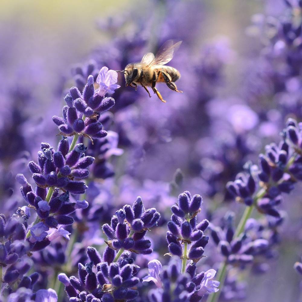 B Skincare Lavender Hand Cream 60ml