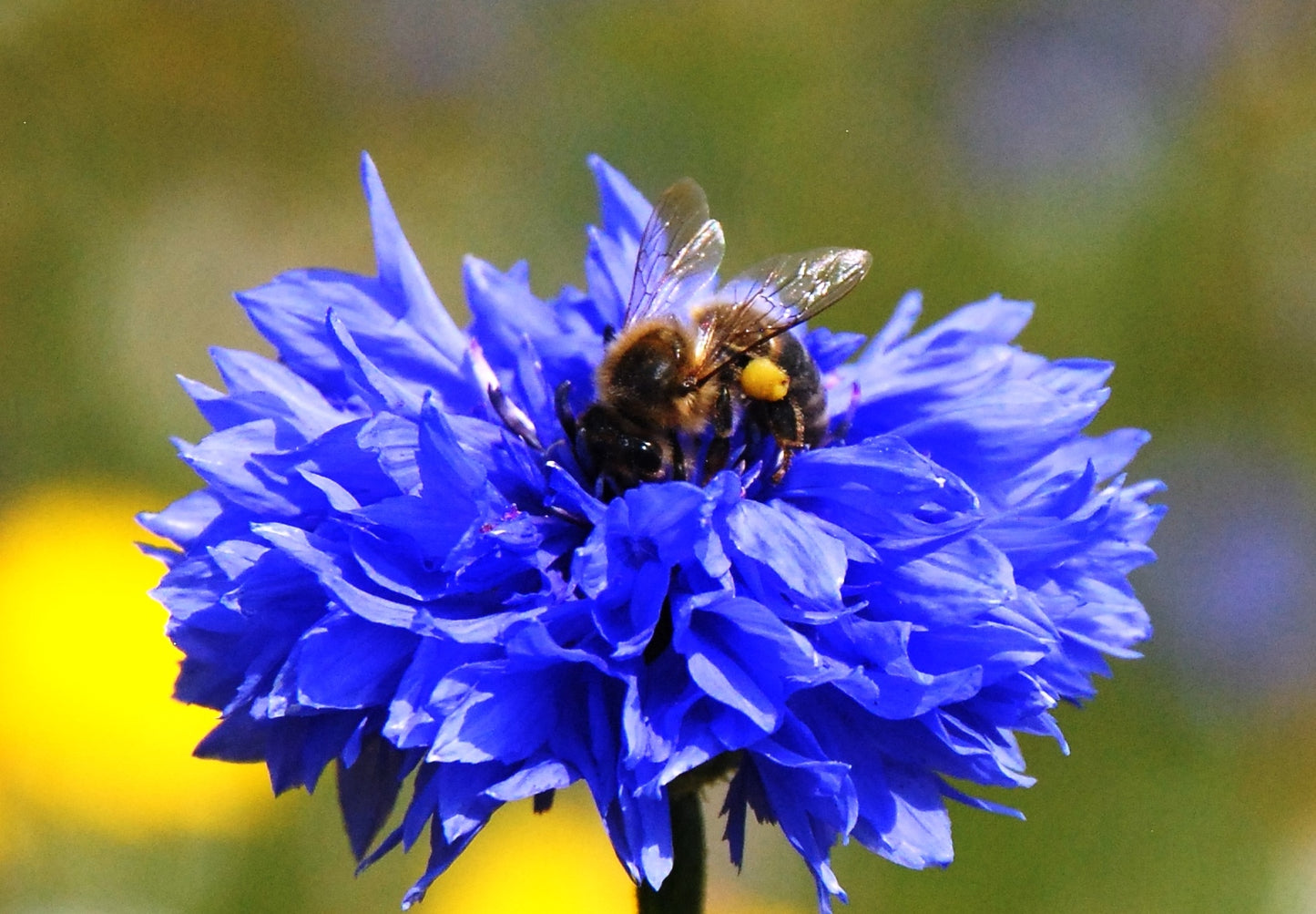 Seedball Tin - Great Yellow Bumblebee Mix