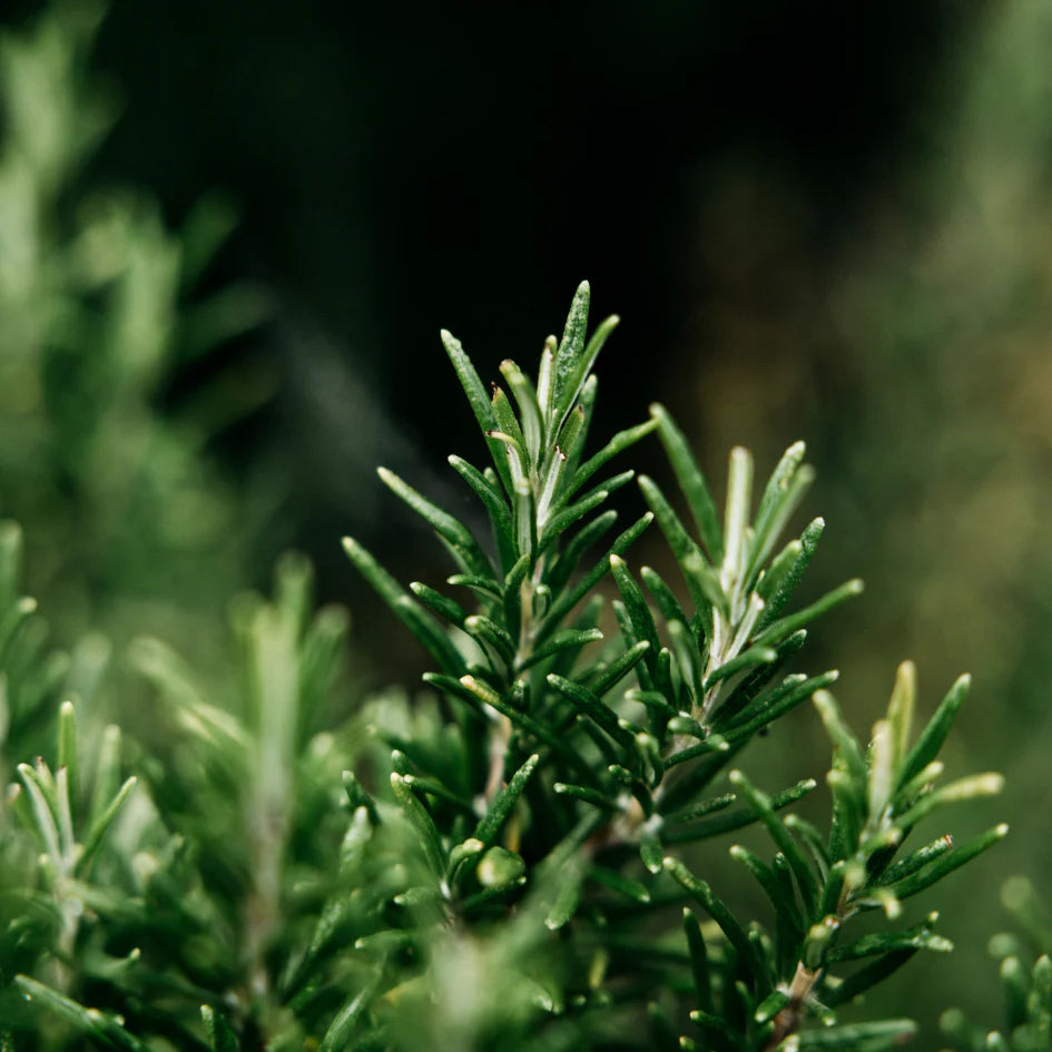 St Eval Bay & Rosemary Scented Tealights