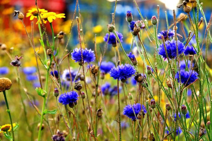 Wildflower Seedball Tube - Cornflower