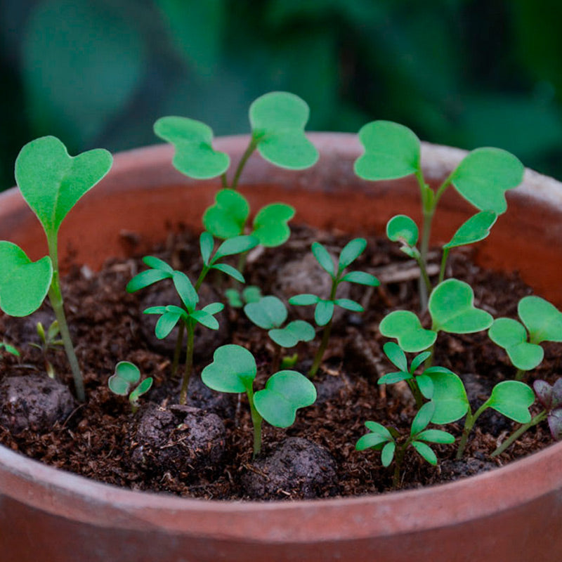 Wildflower Seedball Tube - Forget-Me-Not