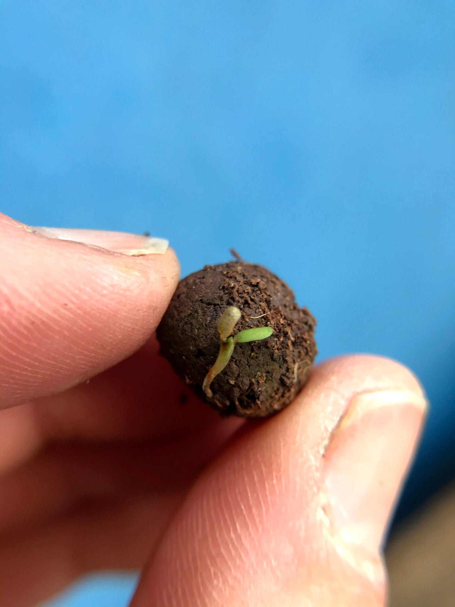 Wildflower Seedball Tube - Forget-Me-Not