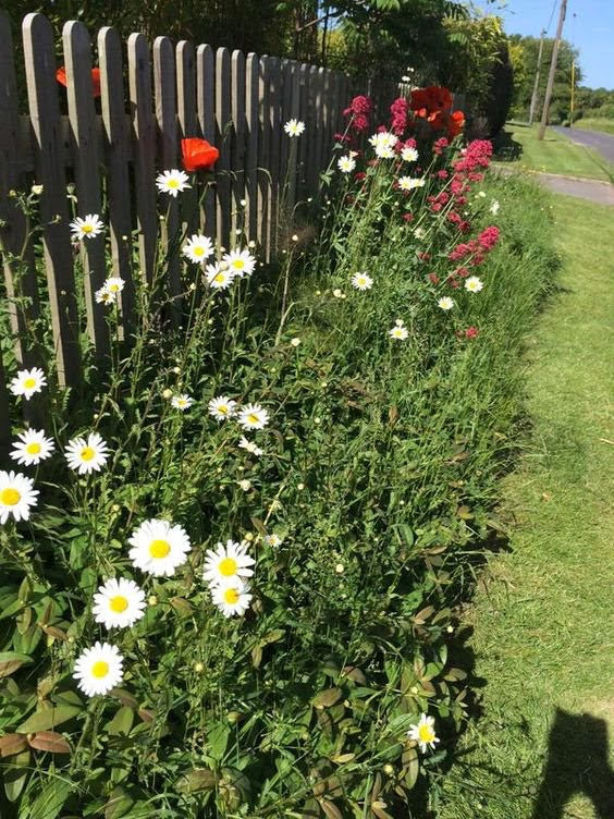 Wildflower Seedball Tube - Oxeye Daisy