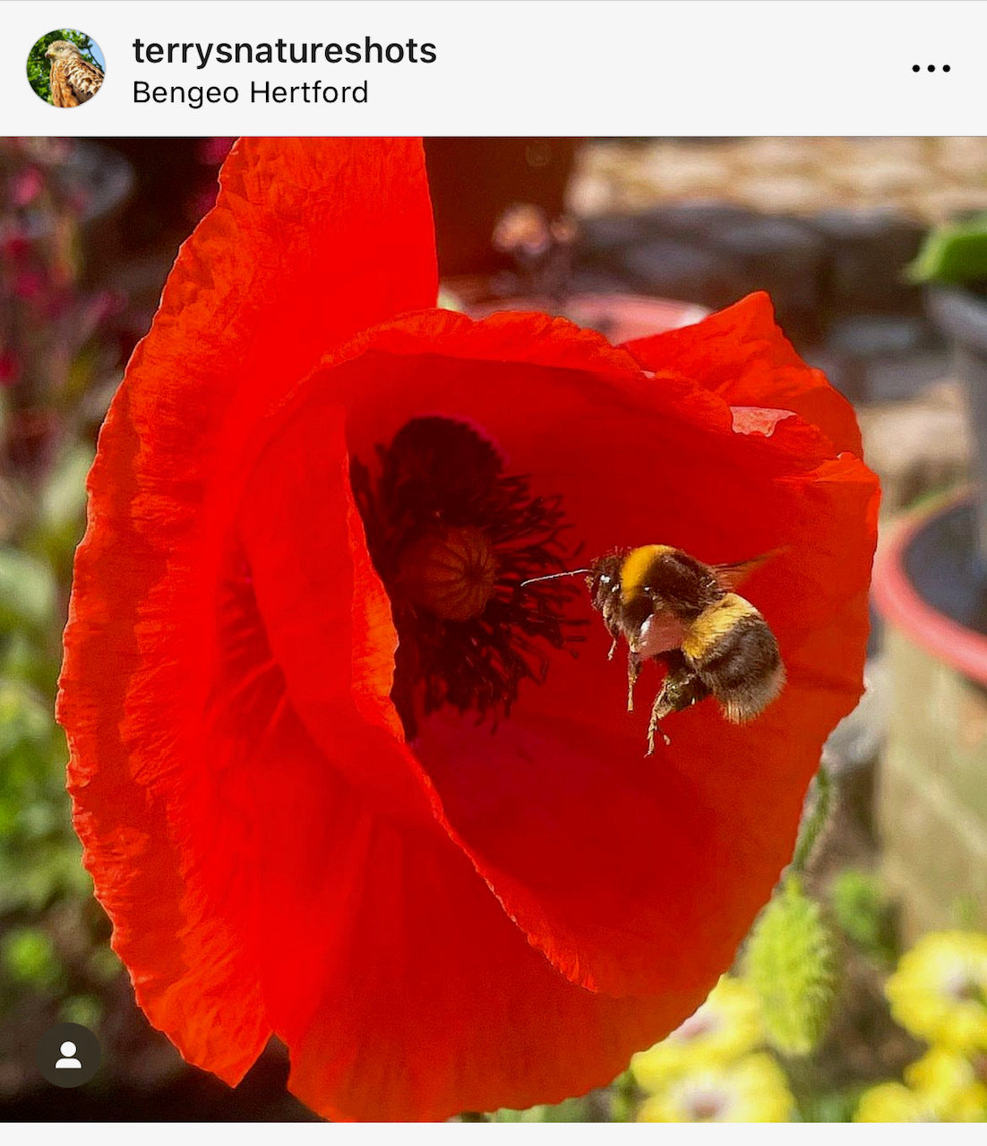 Wildflower Seedball Tube - Poppy