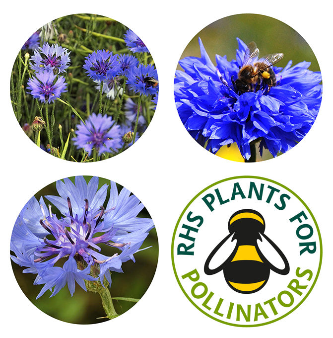 Wildflower Seedball Tube - Cornflower