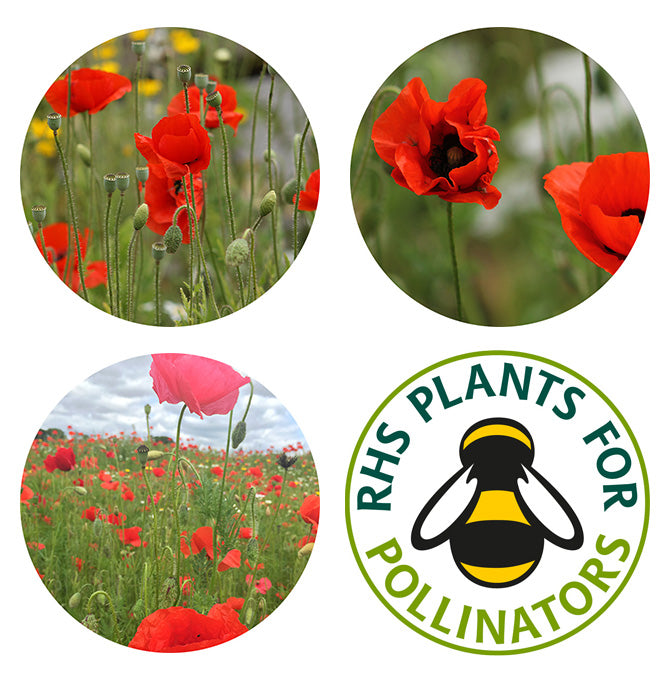 Wildflower Seedball Tube - Poppy